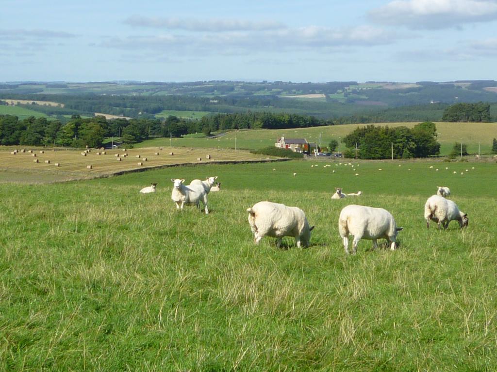 Rye Hill Farm Bed and Breakfast Hexham Buitenkant foto