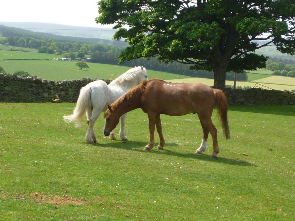 Rye Hill Farm Bed and Breakfast Hexham Buitenkant foto